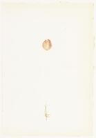 KT 2013 055
          <br/>
          Hazelnoot
          <br/>
          <em>Melle (1908-1976)</em>